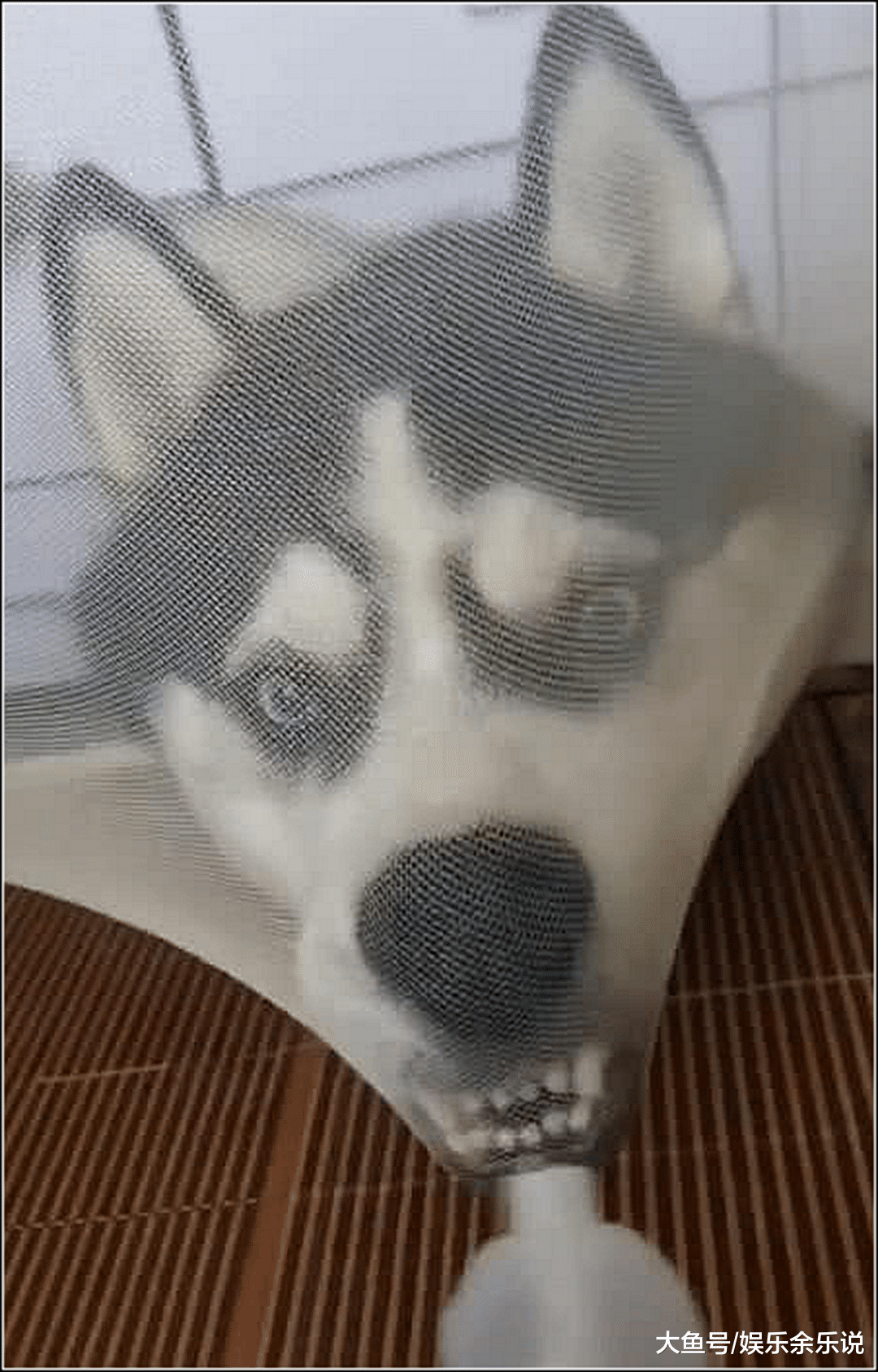 男子怕哈士奇不纯，隔着蚊帐逗它，结果看到二哈的反应不淡定了