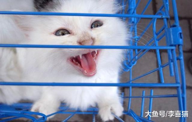 猫咪不必经常洗澡的小技巧，铲屎官可从四点出发帮助小猫保持干净