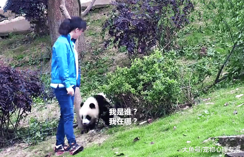 熊猫压垮树枝坠落，像是低估了自己的体重？团团：忘记开降落伞了