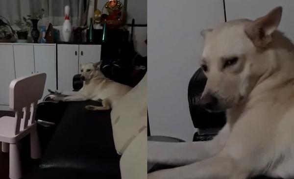 主人打开家门傻了，看到狗狗在啃一把地瓜藤，滋滋有味还不鸟她