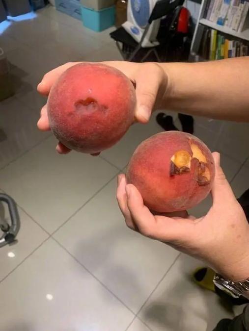 在桃子上留下记号后，又瞅准主人大腿，这只狸花猫的癖好有点奇怪