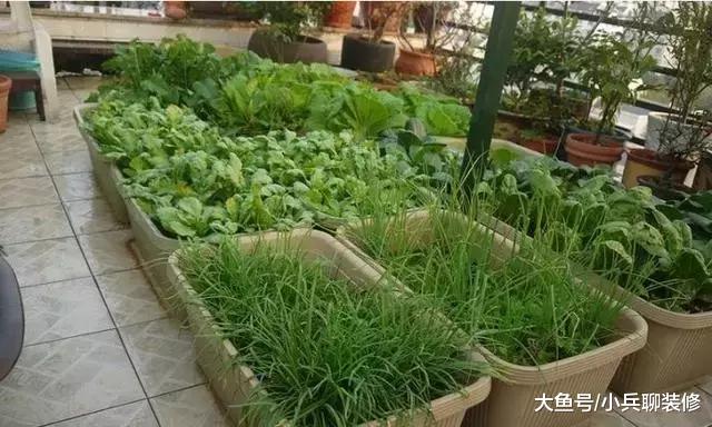 公婆进城后闲不住，阳台这么多种菜，一年都不用买蔬菜了！