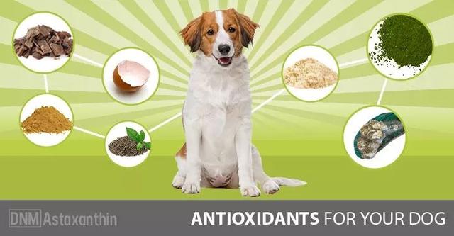 铲屎官小心被骗，植物油当成鱼油卖你，另外大麻籽油你了解过吗