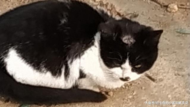 燒火的時候不小心把貓燒了，都糊了，網友：千萬不要當著它的面笑