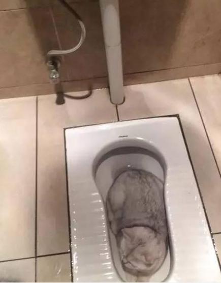 终于明白为啥每次亲喵星人都感觉有一股骚味，隔夜饭要吐出来了！