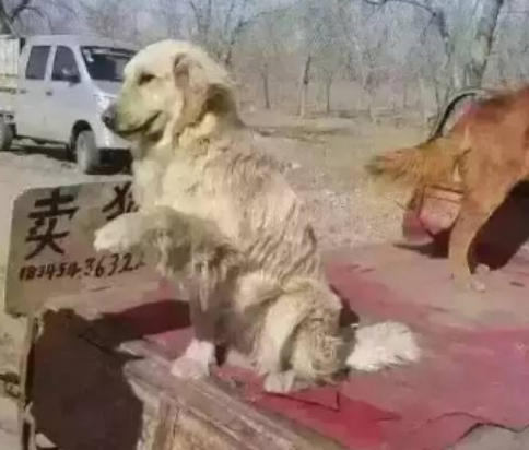 狗狗被卖到狗肉馆，好心男子将其救下，狗狗做出的反应很感人