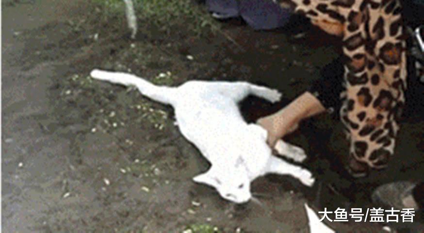 主人出车祸去世下葬时，生前宠爱的猫咪的举动，让全家人泪流满面