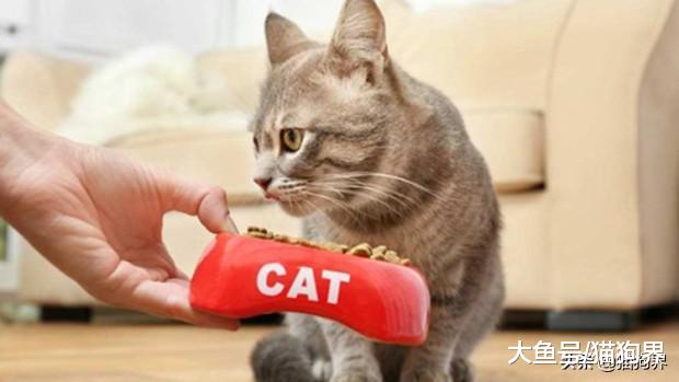 新手养猫：猫咪什么东西不能吃？还有什么需要注意的？