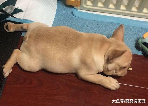 这只法斗真能吃，吃完了还不喜欢运动，不长肉才奇怪