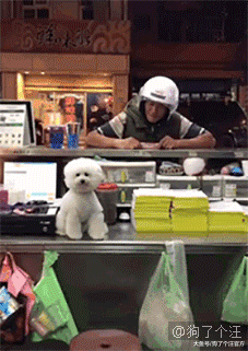 这是跟着二郎神见过世面的狗子