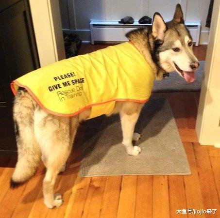 街上看到有这个标志的狗千万别靠近, 原来这个标志的意思是……