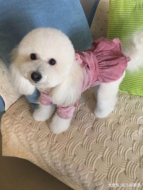 打扮一下還挺漂亮的嘛！比熊犬：我就是懶得弄！