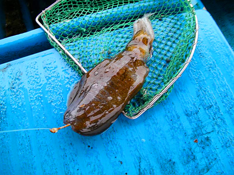 探索船钓技巧：钓大鱼的常用活饵