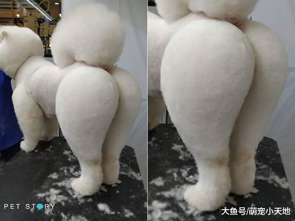 雪白嫩汪被剃成翹臀，網友被電暈：這根本就是狗界的天菜