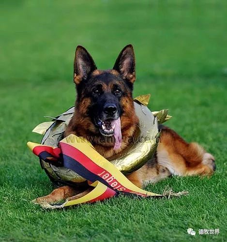 德牧传奇 狼王VA1威嘎斯VA1 Vegas du Haut Mansard