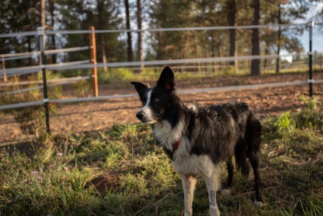 牧羊犬丢失，主人辞掉工作追踪57天，最终惊喜出现！