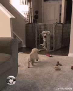 小金毛贪玩晚回家，却发现狗妈守在门口，少不了一顿胖揍了