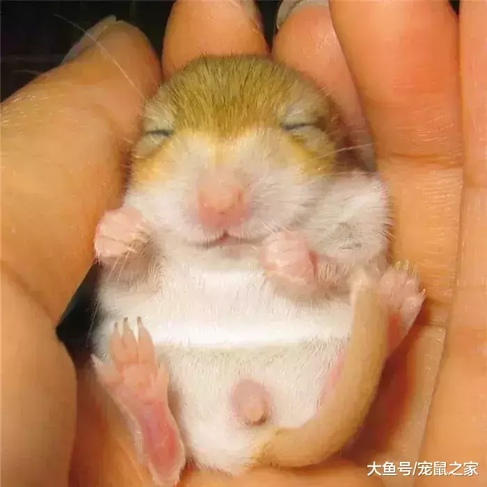 一文带你走进仓鼠世界: 三种跳出三界外的仓鼠