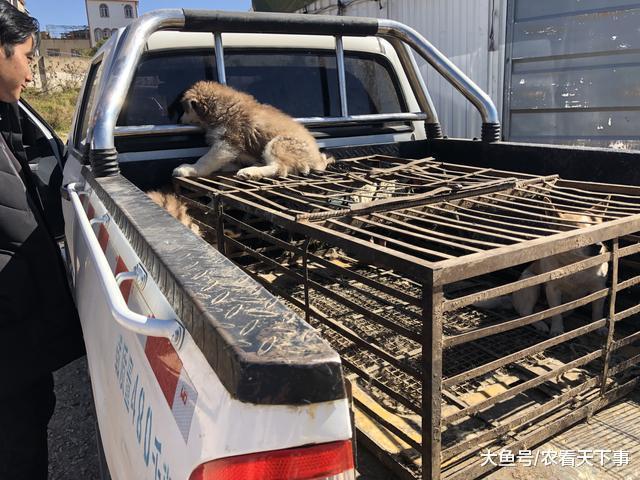 狗市: 成犬区域的哈士奇幼犬, 商贩出奇招? 引来买主询问