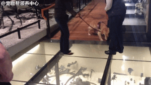 退役军犬偷溜出门，看着它步履蹒跚的样子，战友哽咽了