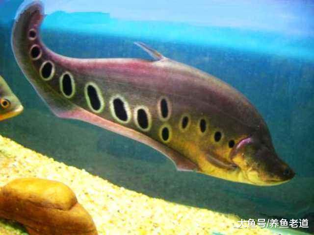 饲养观赏鱼，也需要健胃消食吗，如何促进观赏鱼的食欲问题？