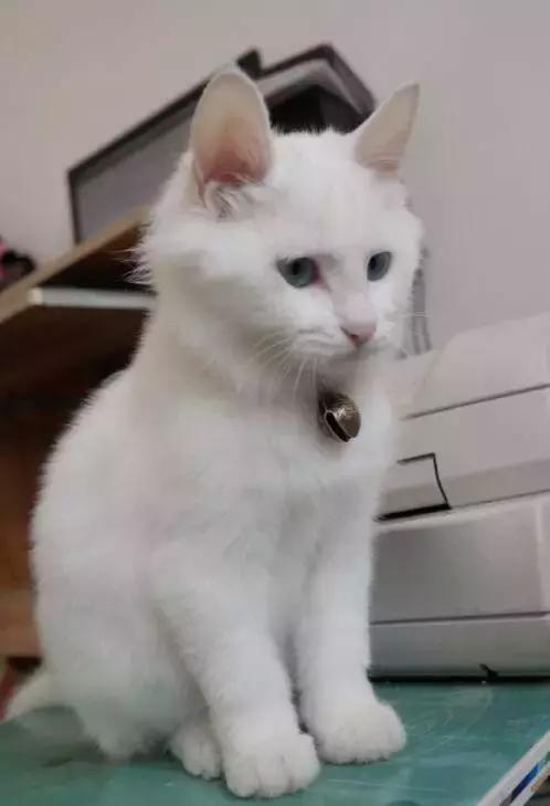 真的是猫大十八变啊！这还是我捡回来的流浪猫吗？