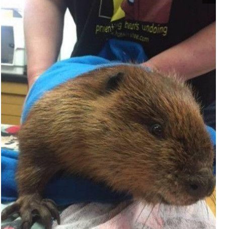 后院传来凄惨的叫声，男子过去查看立马报警！