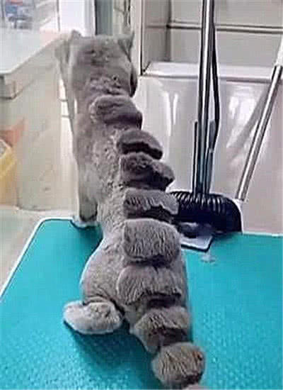 猫咪被“二货”主人带去做造型，没想到成哥斯拉，猫咪一脸气嘟嘟