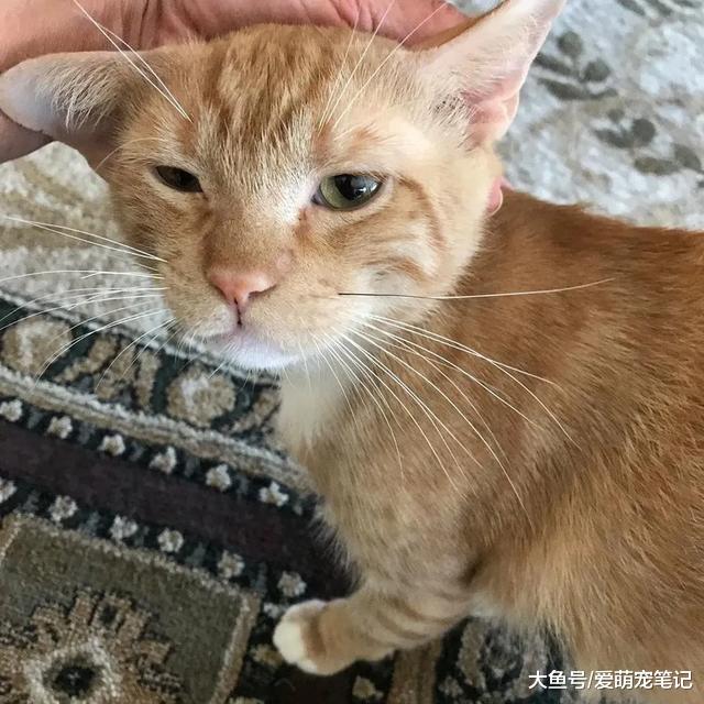 流浪猫受皮肤病困扰，被收养六个月画风突变，逆袭后的样子太美了