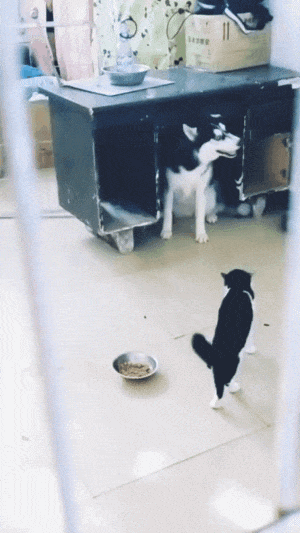 二哈挑衅生事, 猫咪“九阴白骨爪”一顿狂揍, 吓的二哈躲桌底求饶