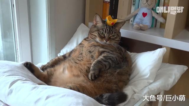 猫咪绝育后一年体重翻了一倍，只因为主人误信，绝育后要给猫加餐