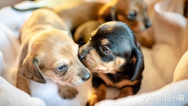 家里的狗狗喜欢社交，但却只喜欢部分狗狗，可能是这五个原因作祟