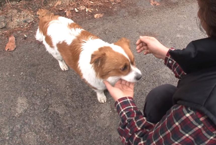 狗狗宁愿上山吃垃圾，也不愿跟铲屎官回家，知道真相后感动了