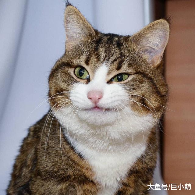 翘腿猫咪成表情帝，在他的微笑背后，其实隐藏着对抗残疾的乐观