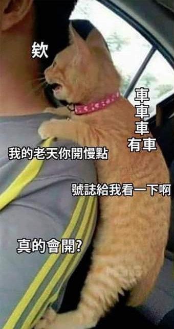 男孩准备去上学，不舍得和猫分开于是……