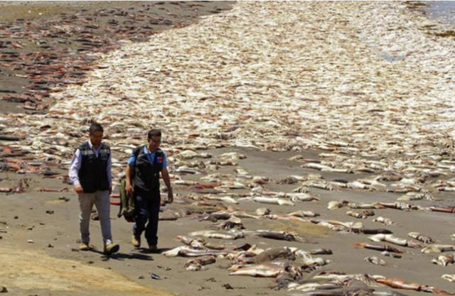 数以万记“红色恶魔”集体死亡，渔民高兴坏了