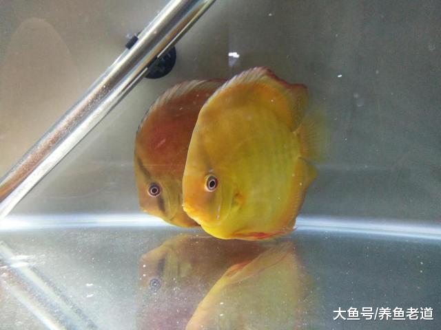 观赏鱼缸的过滤棉，有的时候还是脏点好！