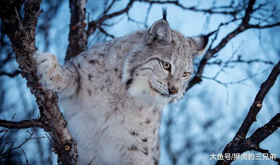 它是最不怕冷的一种猫科动物, 雪山上除了雪豹, 就属它“最横”