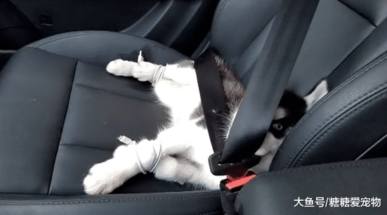 二哈在家拆沙发，在车里竟然拆座椅，主人：是不是觉得治不了你？