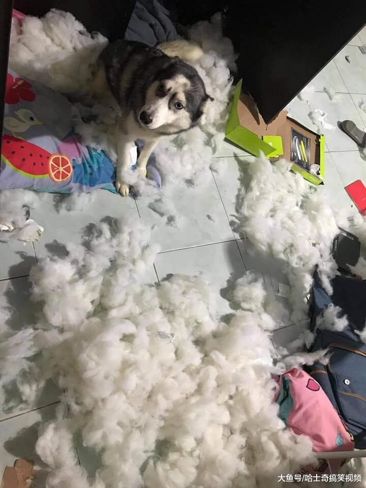 两只哈士奇变4只？拆家后微笑等主人，累了一天了快做饭去