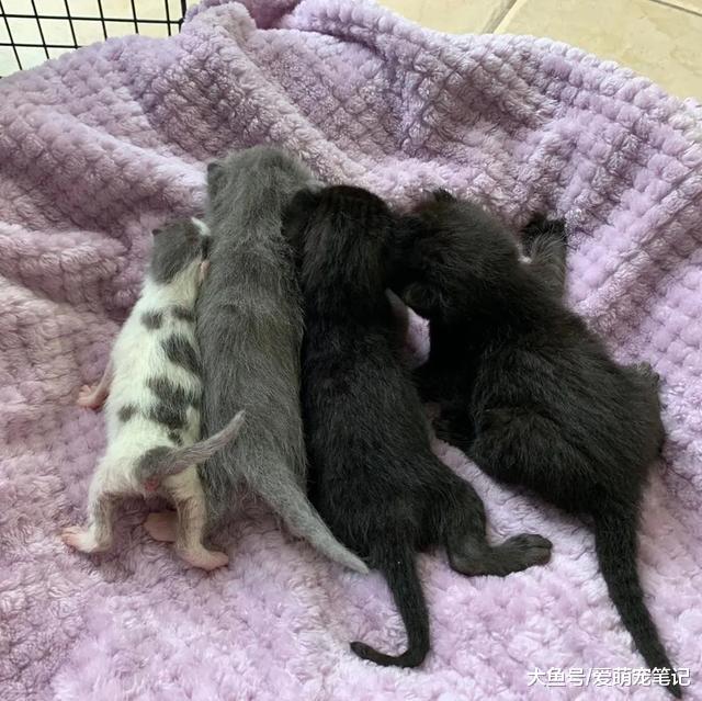 3个来自不同母亲的流浪猫，在“养母”的照顾下茁壮成长，好感动