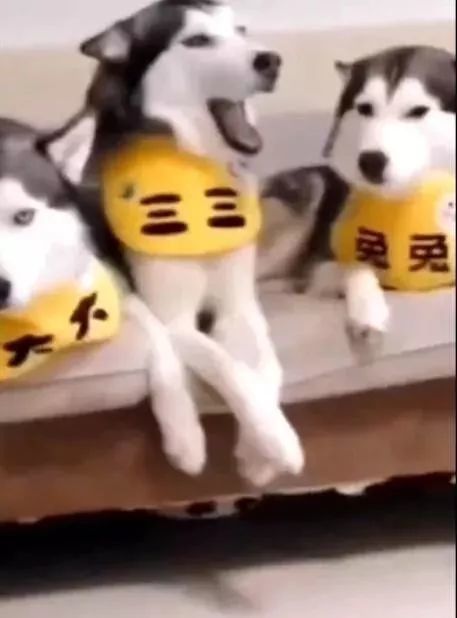 4只哈士奇组队拆家，唯独不拆空调，主人：狗也知道要避暑！