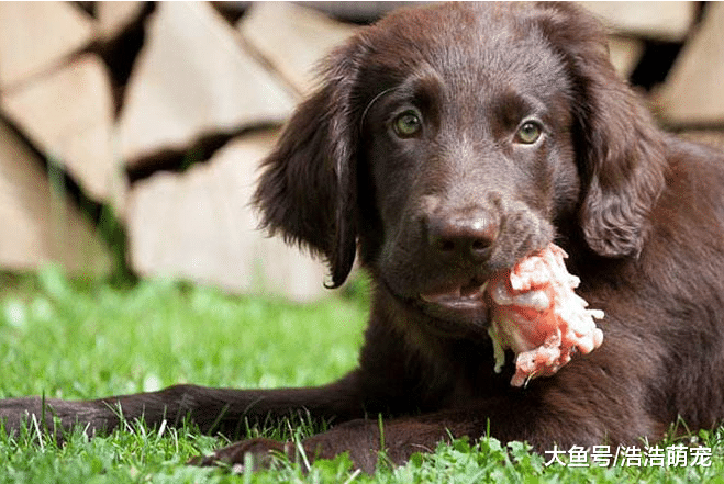 想让狗狗活的长久，在这5件事就不要太随便，不然会降低它的寿命