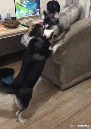 男生电脑打怪，俩二哈后方拆家！这不就是三只单身狗的真实状态？