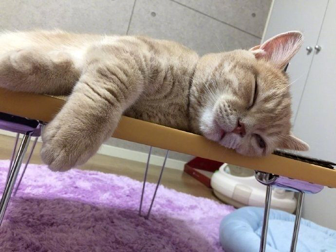 为什么有人说不能吃河北毒猫粮？居然是三无产品，铲屎官别再被坑