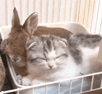 猫咪被兔兔霸王硬上弓, 名副其实的“流氓兔”