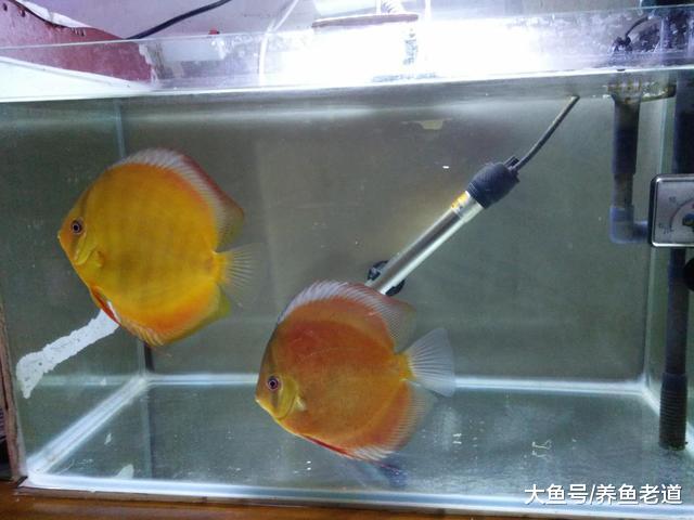 本来鱼缸水质不应该白浊，既然出现大问题了，我们就要快速处理