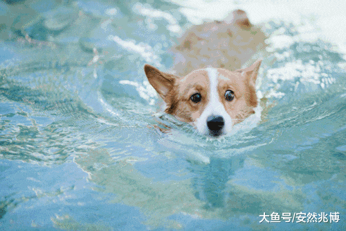 知道为啥被叫单身狗不？给你的情人节一万点暴击