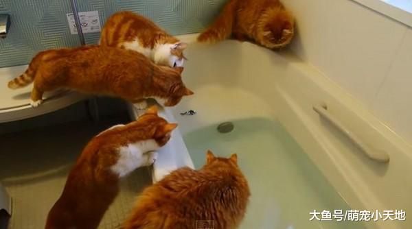 喵星人圍觀浴缸小魚！勇者貓踏入一秒落水，伙伴超沒義氣放生它