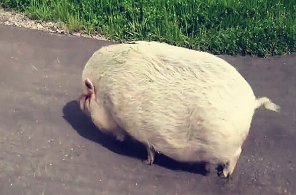 奶奶养了一头猪舍不得吃，2年后儿子进猪圈，眼前的画面很无语！